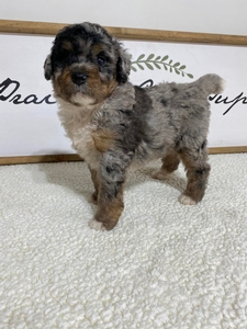 F1B Mini Bernedoodle of Bingo & Goose